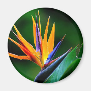 Aimant Strelitzia. Oiseau de fleur de paradis.