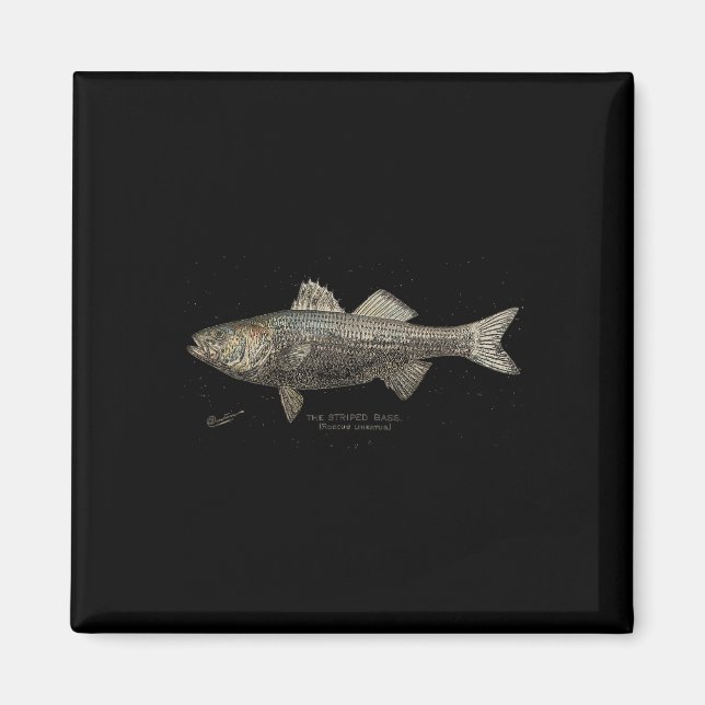 Aimant Striped B Fishing  (Devant)
