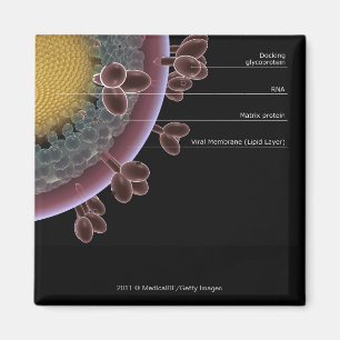 Aimant Structure d'une cellule VIH