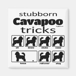 Aimant Stubborn Cavapoo Tricks