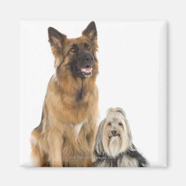 Aimant Studio portrait du berger belge et du chih Tzu (Devant)