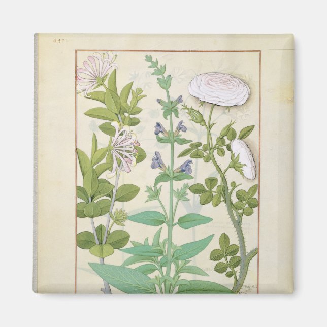 Aimant Succès de miel, Sage et Rose (Devant)