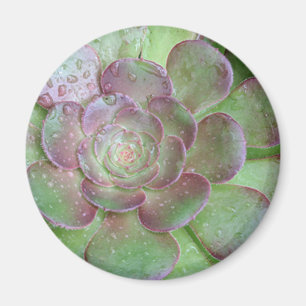 Aimant SUcculent