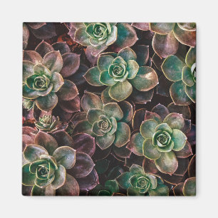 Aimant Succulent