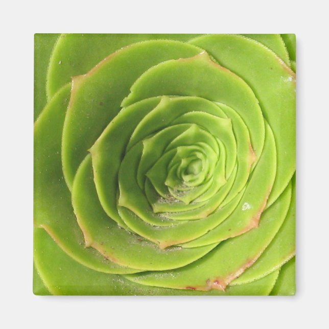 Aimant Succulent (Devant)