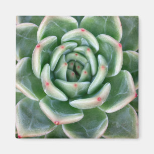 Aimant Succulent incliné par rouge vert