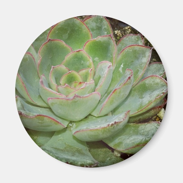 Aimant Succulent, poules et poulets (Devant)