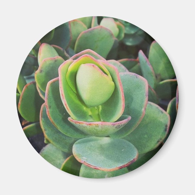 Aimant #succulentes à la serre. (Devant)