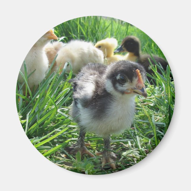 Aimant Suivez Le Leader (Devant)