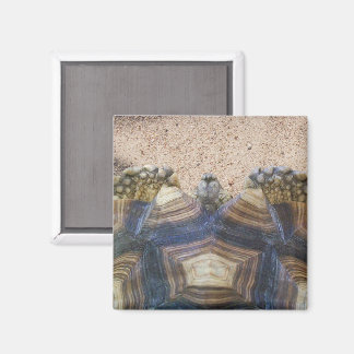 Aimant Sulcata Tortoise et Sable