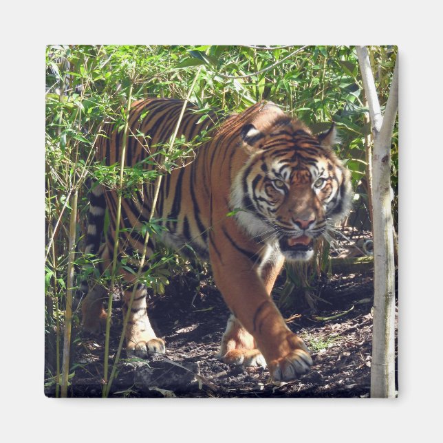 Aimant Sumatran Tiger (Devant)