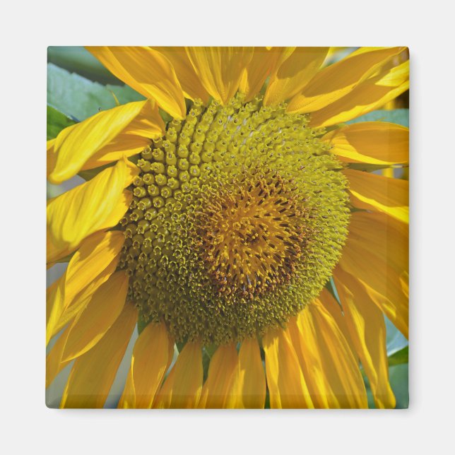 Aimant Summer sunflower (Devant)