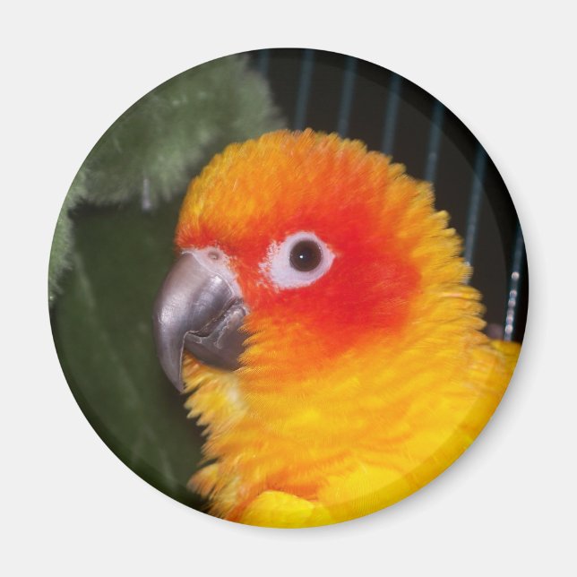 Aimant Sun Conure (Devant)