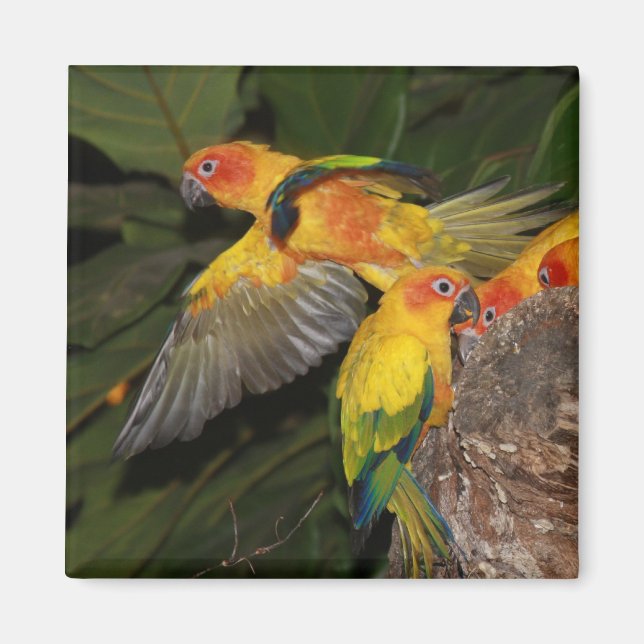 Aimant Sun Conures (Devant)