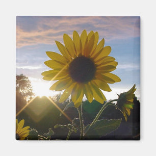 Aimant Sunflower Sunset
