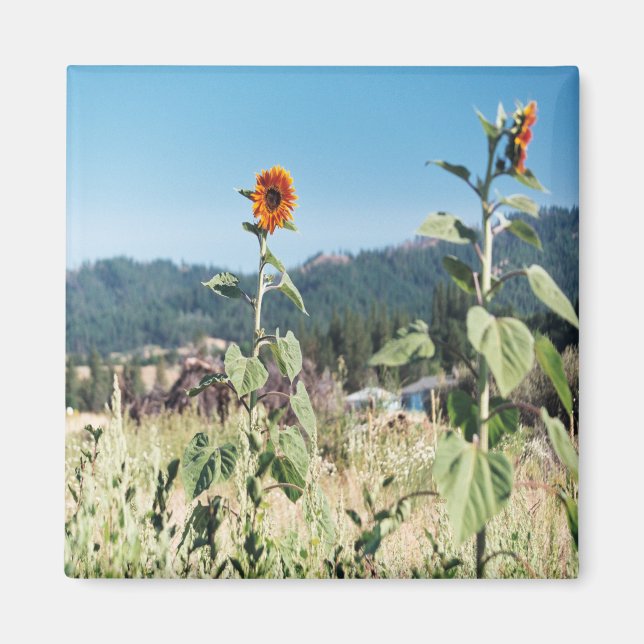 Aimant Sunflowers d'été....... (Devant)