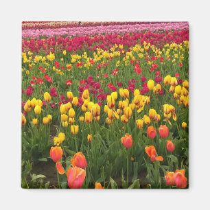 Aimant Superbe champ de tulipes, Oregon