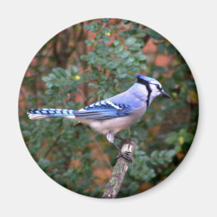Aimant Superbe Jay Bleu