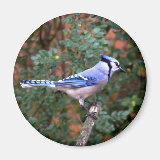 Aimant Superbe Jay Bleu