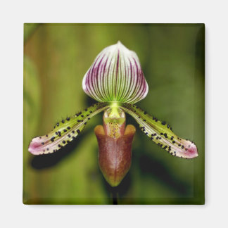 Aimant Superbe orchidée