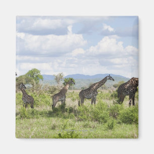 Aimant Sur le safari en parc national de Mikumi en