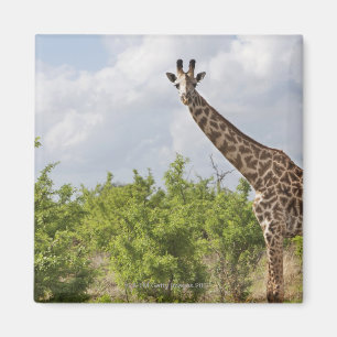 Aimant Sur le safari en Tanzanie, l'Afrique. 2