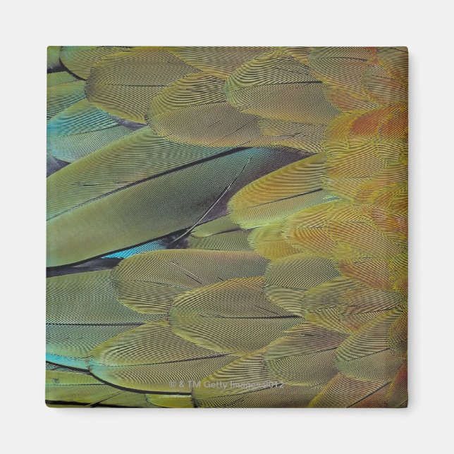 Aimant Surface de la plume (Devant)