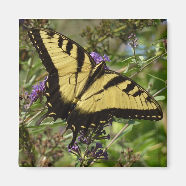 Aimant Swallowtail sur Butfly Bush (Devant)