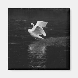 Aimant Swan trompette b/w
