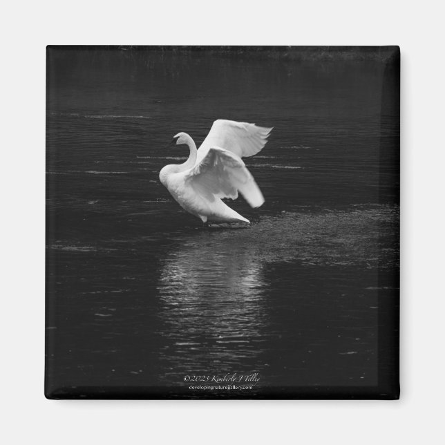 Aimant Swan trompette b/w (Devant)