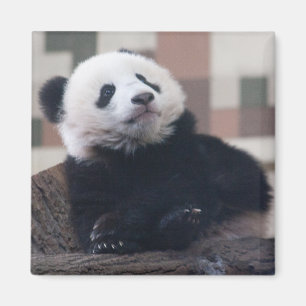 Aimant Sweet Giant Panda Baby