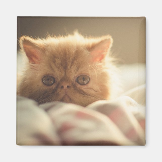 Aimant Sweet kitty rester chaud (Devant)