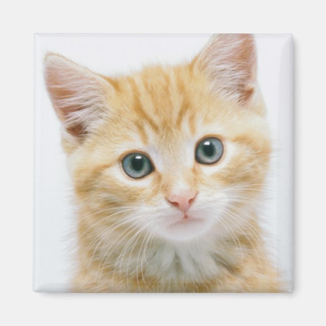 Aimant Sweet Orange Tabby (Devant)