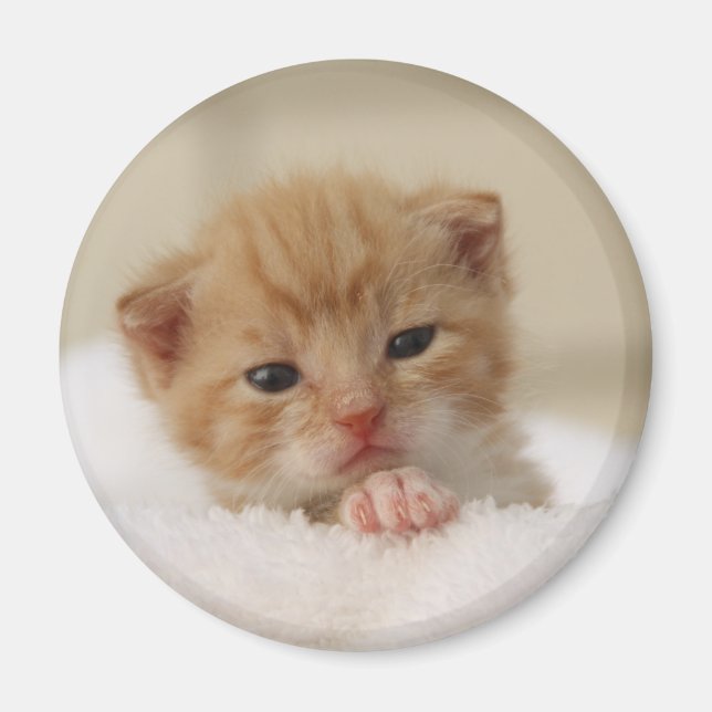 Aimant Sweet puppy kitty (Devant)