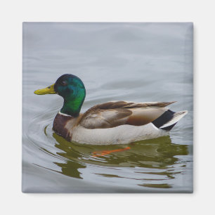 Aimant Swim Mallard Swim