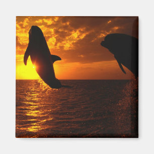 Aimant Symphonie de dauphins au coucher du soleil