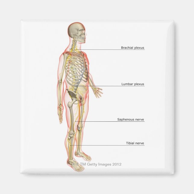 Aimant Système nerveux 3 (Devant)