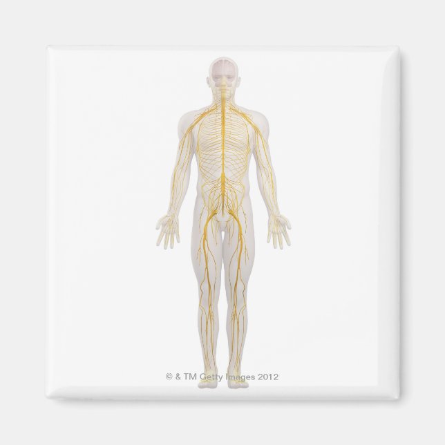 Aimant Système nerveux humain 2 (Devant)