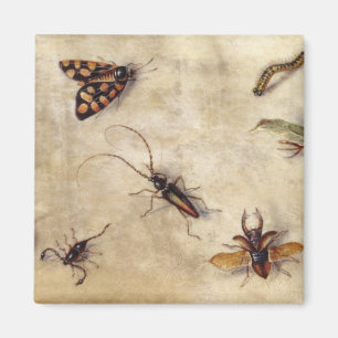 Aimant T31567 une étude de divers insectes, fruit et