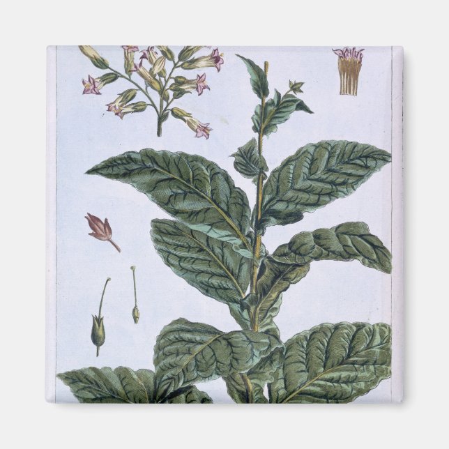Aimant Tabac plante, plaque 7, de 'Collection Precieuse (Devant)