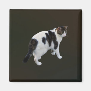 Aimant Tabby Blanc Avec Patches Sombres
