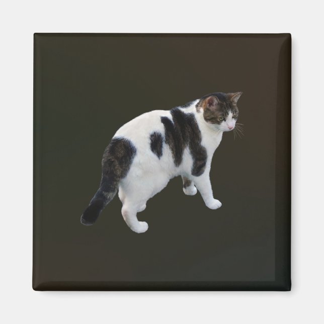Aimant Tabby Blanc Avec Patches Sombres (Devant)