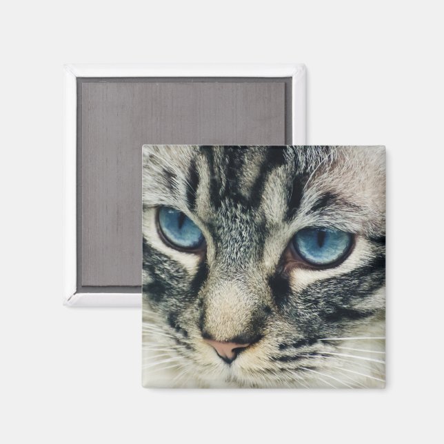 Aimant Tabby Cat with Blue Eyes Close-up (Recto/Verso)