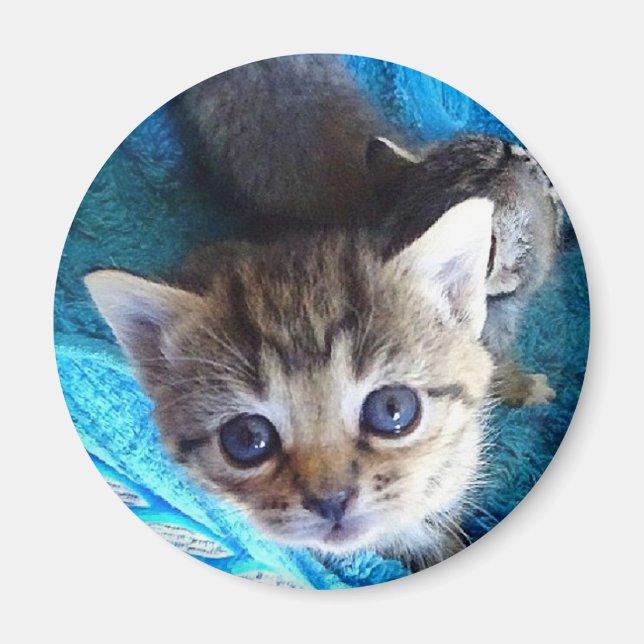 Aimant Tabby Kitten (Devant)