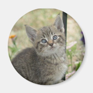 Aimant Tabby kitten