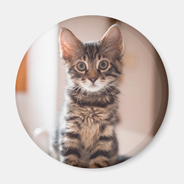 Aimant Tabby Kitten sur la table (Devant)