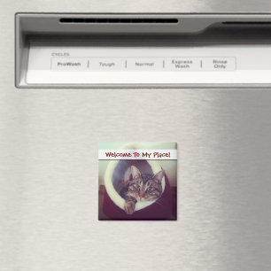 Aimant Tabby Kitty Dans La Cabine Photo De Gros Plan