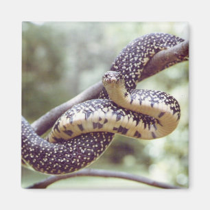 Aimant tacheté du Roi serpent
