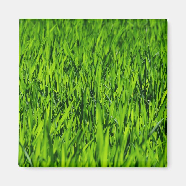 Aimant Tall Blades of Grass (Devant)