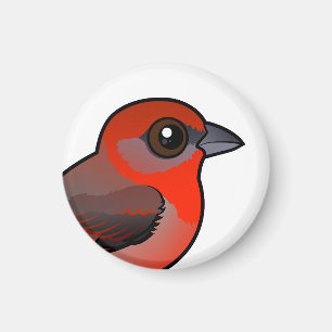 Aimant Tanager hépatique
